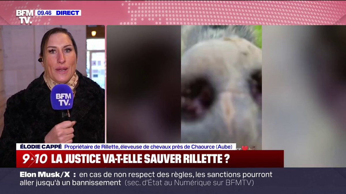 💬 "On rempli toutes les clauses demandées (...) elle ne représente aucun danger" Élodie Cappé, éleveuse, se bat pour sauver Rillette, son sanglier menacé d'euthanasie