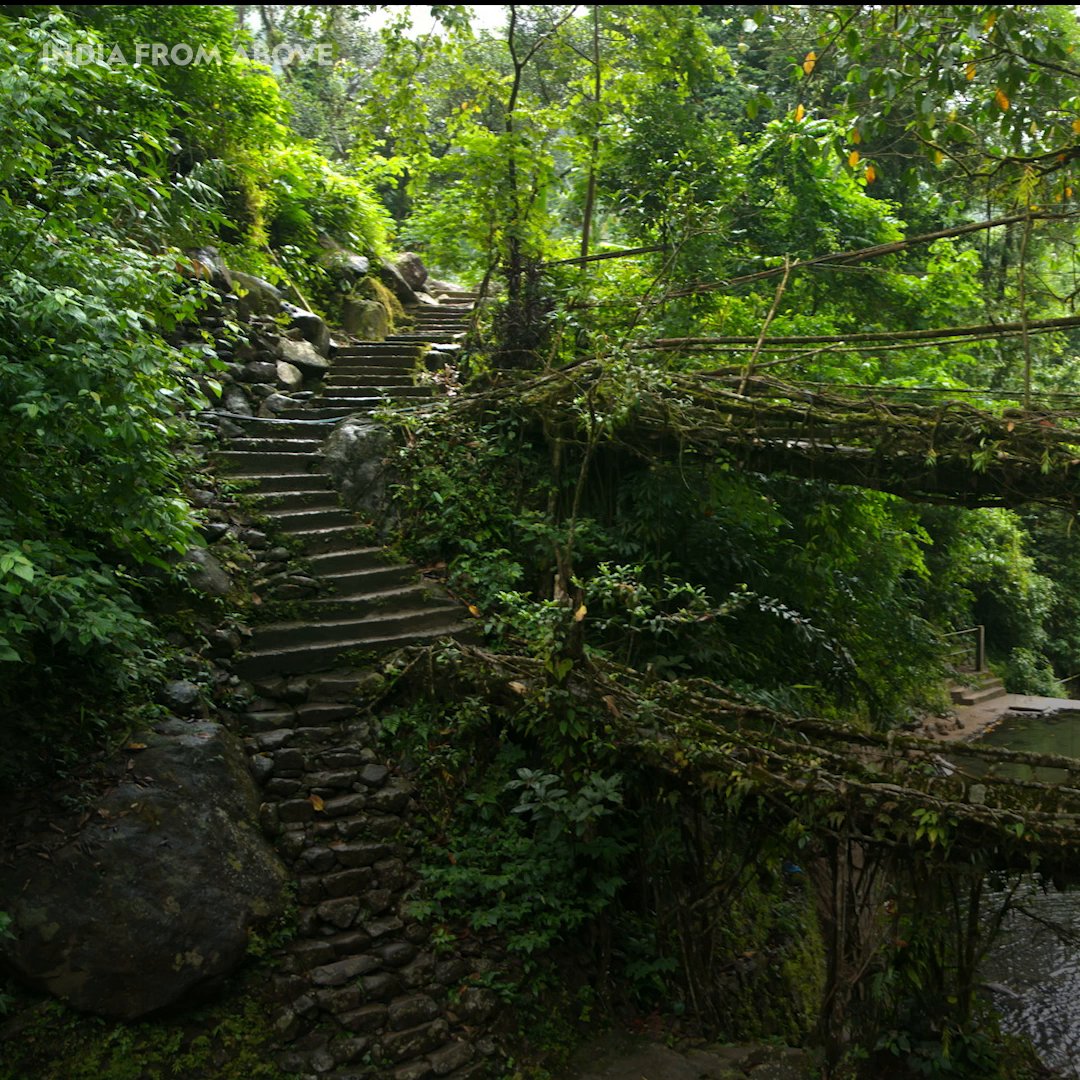 We can hardly be-leaf our eyes 🤯 For over a century, the Khasi people have been skillfully constructing root bridges, blending ancient architecture and human ingenuity in breathtaking harmony. #IndiaFromAbove is now streaming on Disney+.