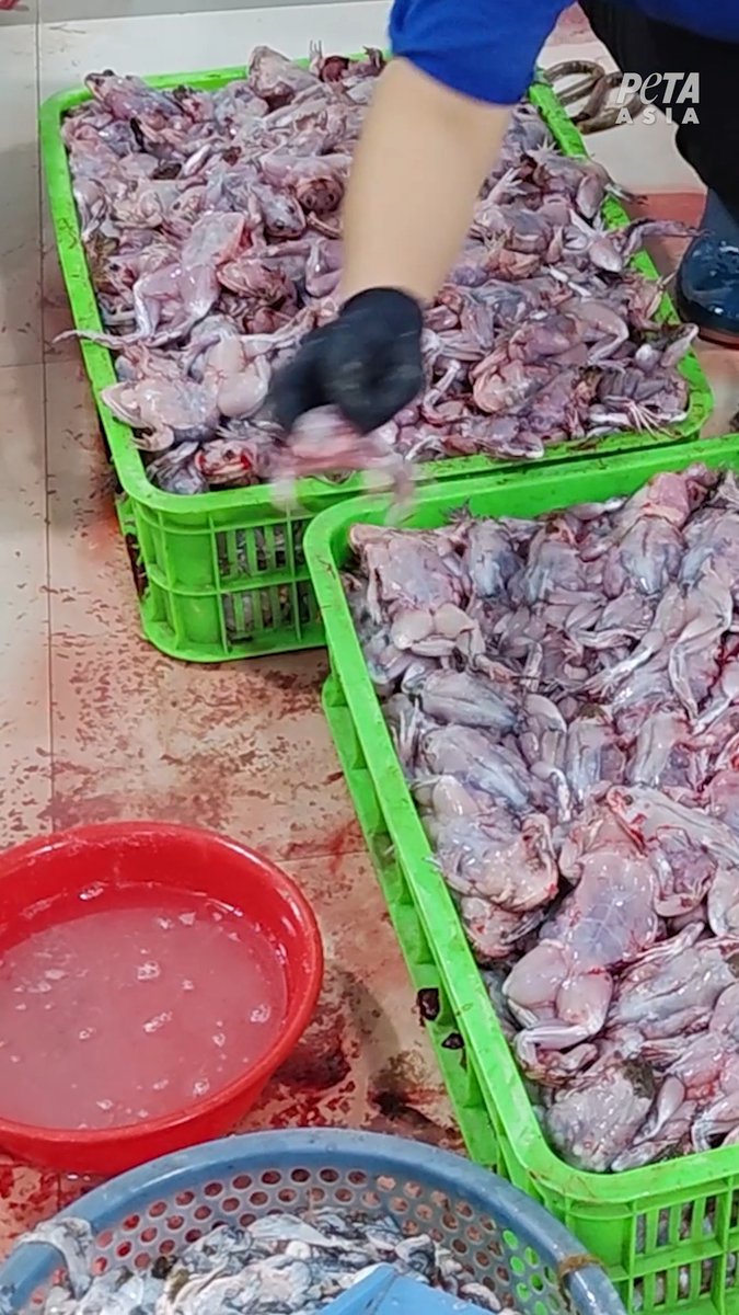 This skinned frog is still alive and trying to escape a nightmare no living being should endure. This is the reality PETA Asia recently exposed in the frogs’ legs industry.