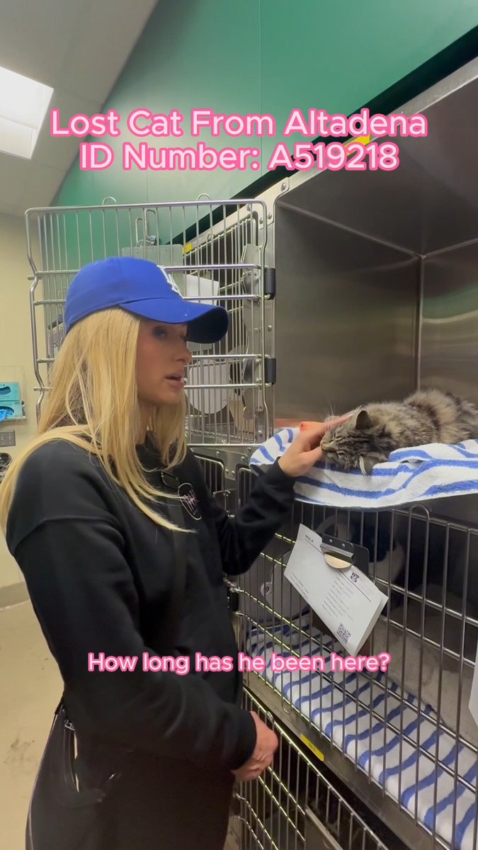This beautiful, friendly cat was found after the #Altadena fires and is currently at the Pasadena Humane Society 🥺 My nonprofit 11:11Media Impact has contributed to support the shelter’s efforts, and we’re still raising funds to help displaced families and pets 💰Every donation makes a difference in providing emergency relief, housing, and supplies. You can contribute directly to them or via my emergency fund here: 🙏