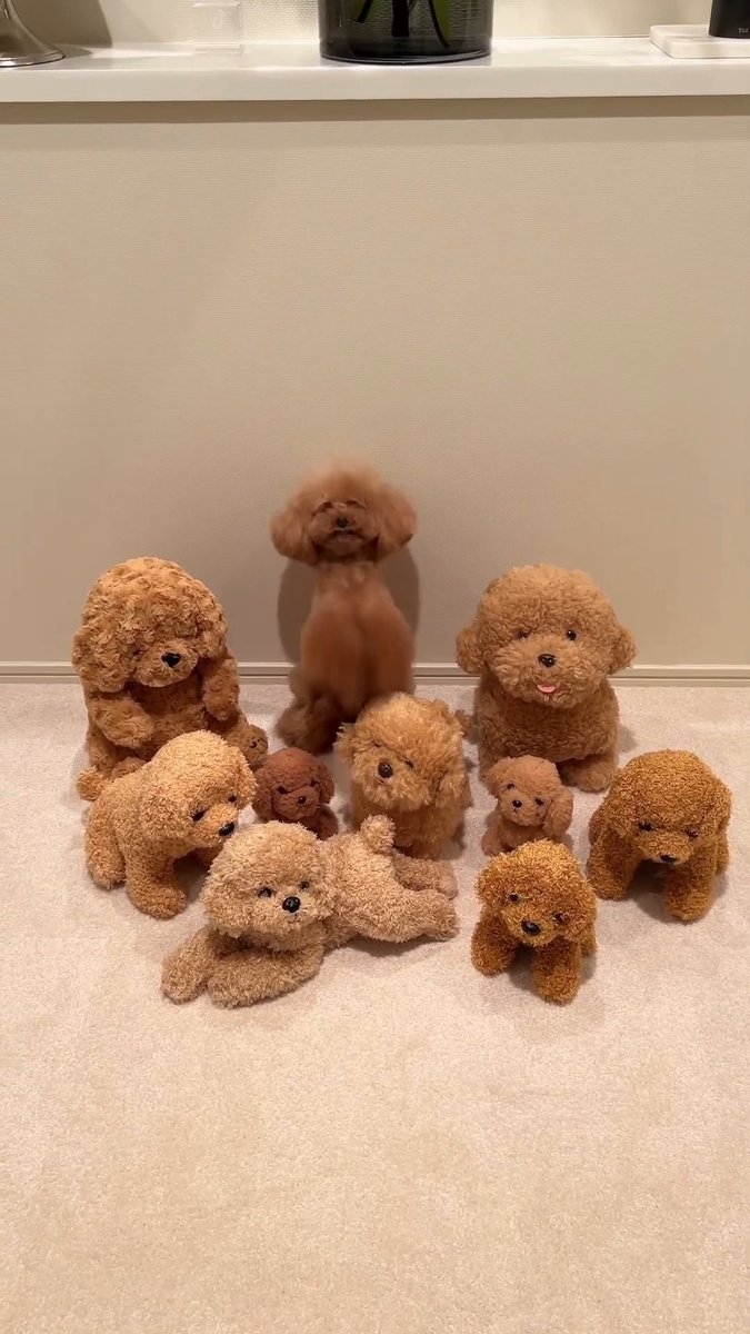 hit the like button if you spotted the real dog in the first 5 seconds →