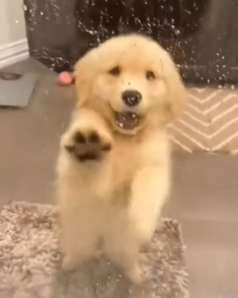 pup are lovely 🥰😍