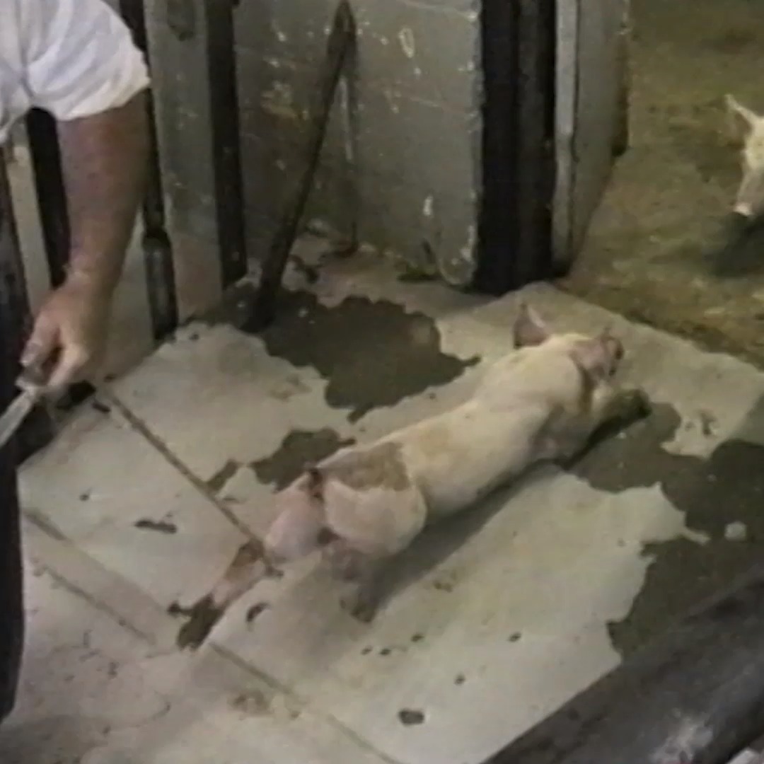 No animal voluntarily goes into a slaughterhouse. Please, go vegan.