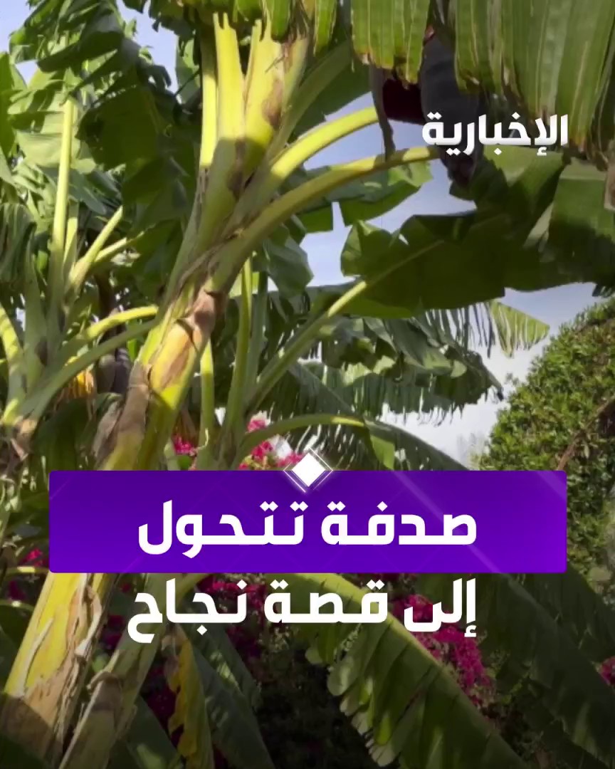 صدفة تقود مزارعا إلى تجربة زراعة الموز، لتتحول إلى قصة نجاح باهرة أثمرت إنتاجا مميزا وتجربة ملهمة عبر مراسل #الإخبارية سعد السبيعي
