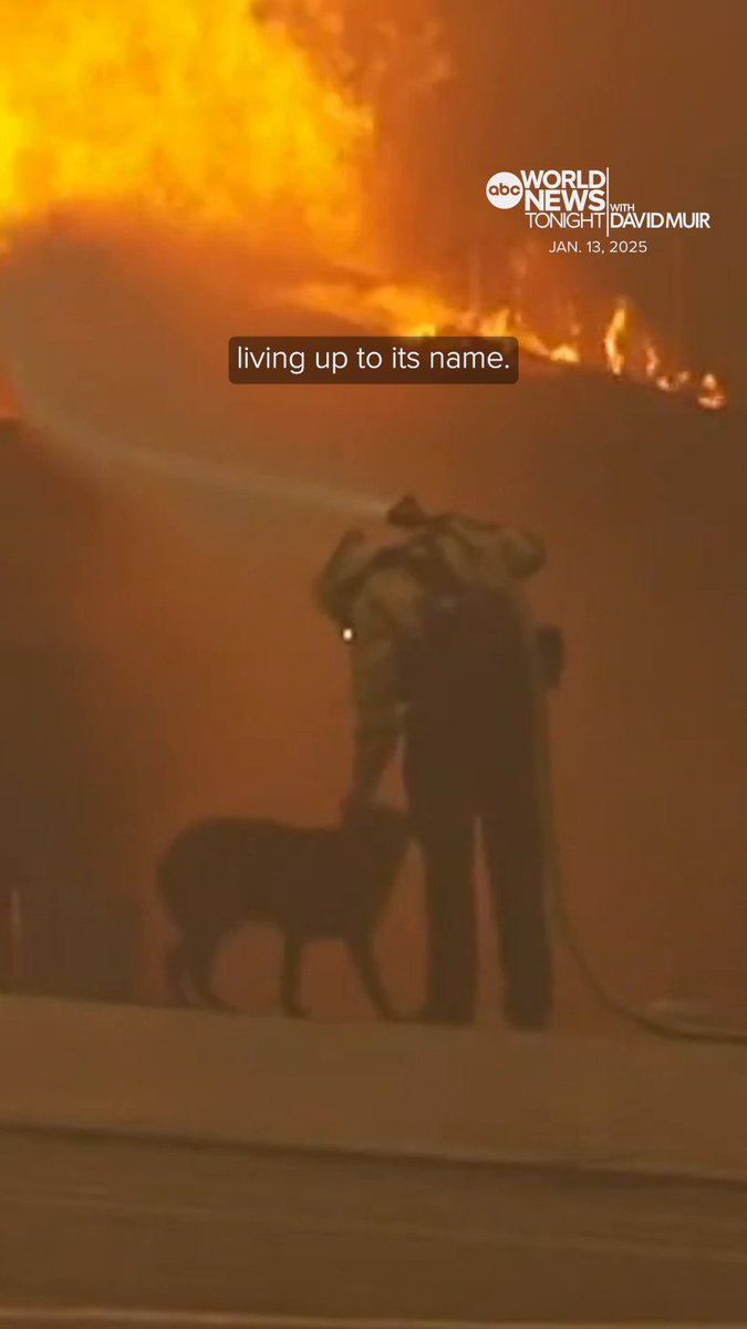 As entire neighborhoods were ablaze in Altadena, a firefighter comforted a scared dog named Max while he battled the Eaton Fire. ❤️