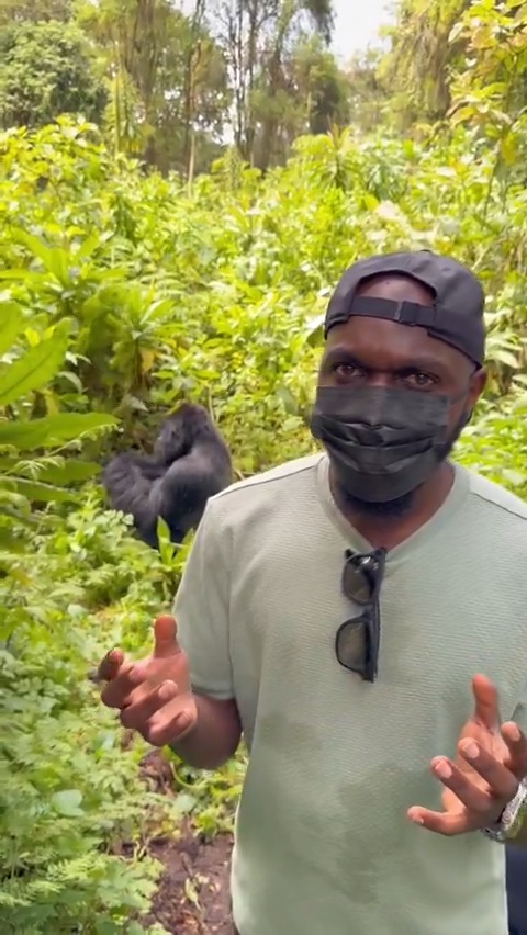 Rwanda requires everyone to wear a mask to see mountain gorillas because humans were giving them respiratory diseases. They’re our closest relatives after all 🦍