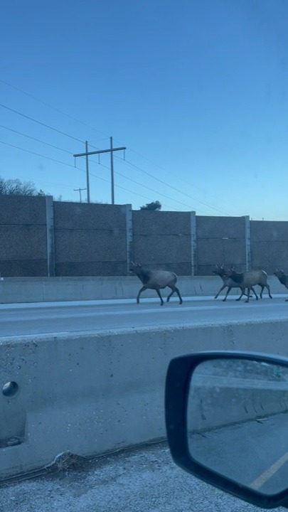 Here's something you don't see every day! (Objects moving below the speed limit on a highway in Utah) Elk kidding aside, if you're near Parleys Canyon, watch for wildlife &amp; expect delays. 📍: I-215 at Parleys Canyon 📽️: Kimberly Wright, submitted at