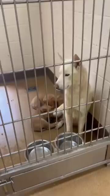 Now tell me this is not f**ed up! 🤬😭😭 Mama McKenna came in with 4 puppies, 3 are adopted & last one is adoption pending, I inquired about her & shelter is planning to kill her 😖 WHY!! Read email ⬇️ a plan ASAP 🙏🏼 🚨We need a #foster in CA immediately Adopter anywhere 🇺🇸 experienced with the breed, pls comment if you can help🚨 Her ID : #248036 Apple Valley Animal Shelter 📧 : animalservices@applevalley.org (adoptions), avasrescues@applevalley.org (rescue organizations) 🏢: 22131 Powhatan Road, Apple Valley, CA 92307 ☎️: (760) 240-7555
