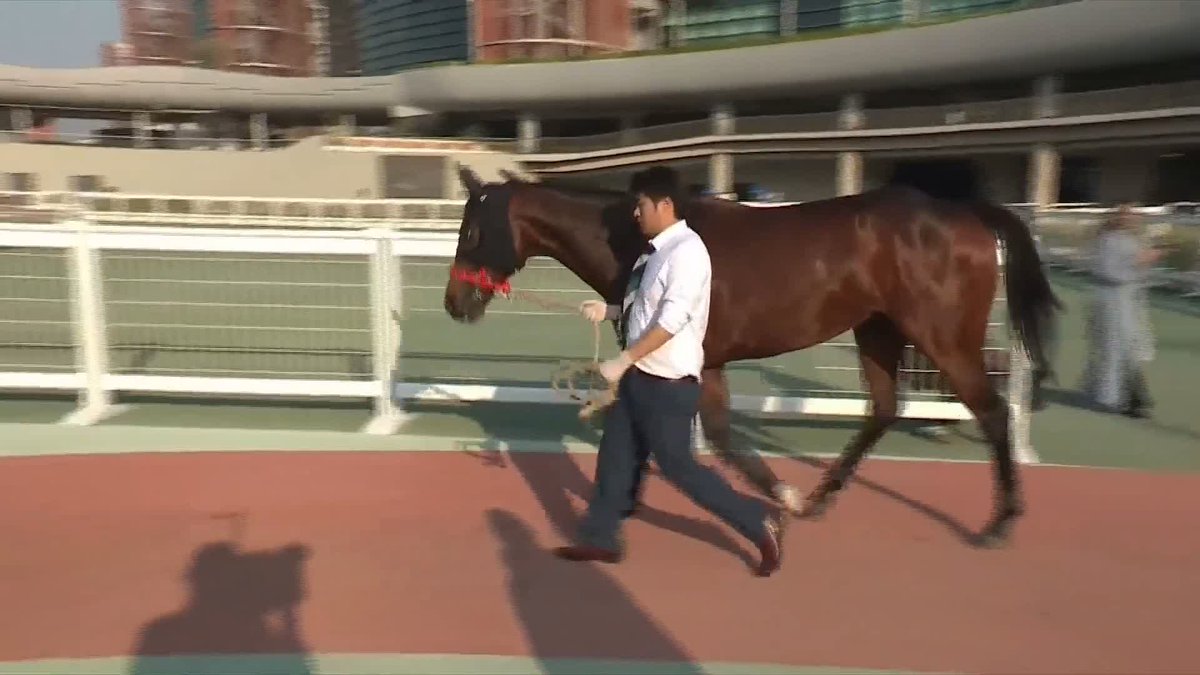 What an absolute beauty! 😍😍😍 ROMANTIC WARRIOR, the legend of 🇭🇰, looks very much at home at Meydan ahead of next Friday's epic renewal of the Jebel Hatta 🔥 HKJC Racing