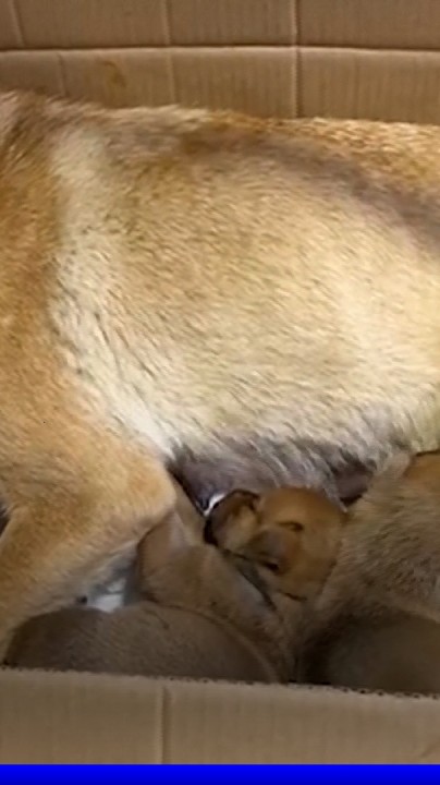 Turquie: une chienne sauve son chiot en hypothermie en l'emmenant elle-même chez le vétérinaire
