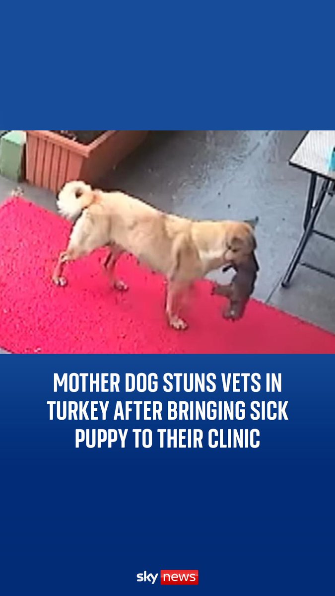 This is the moment a mother dog carried her unconscious, hypothermic puppy to a veterinary clinic in Istanbul 🐾