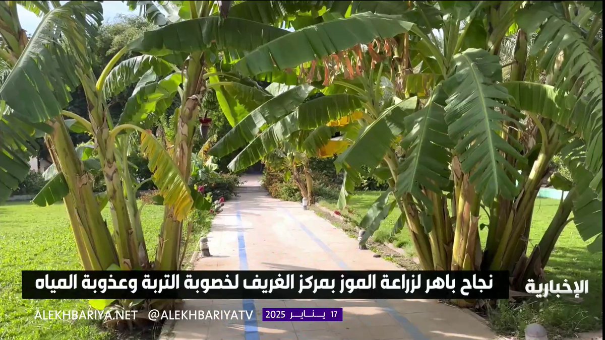 نجاح باهر لزراعة الموز بمركز الغريف في محافظة الخرمة؛ لخصوبة التربة وعذوبة المياه.