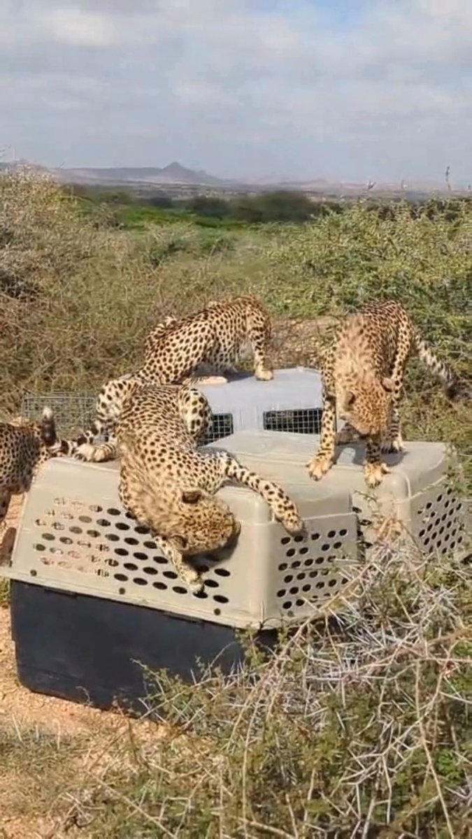 How do you get a cheetah in a crate? Good question! In Somaliland, the Bandit Group - a coalition of five adolescent male cheetahs – is getting ready to move from the ‘cub area’ to a large, new enclosure. And, for the first time since arriving at the Cheetah Rescue and Conservation Centre (CRCC) as young cubs, they will be transported in crates. To prepare the cats, staff at the CRCC have been gradually getting the cheetahs used to the crates they will be using for the relocation. So far, the group is making amazing progress! At least, they seem to like using the crates as furniture! A sanctuary and rehabilitation center for cheetahs rescued from the illegal wildlife trade and cases of human-wildlife conflict, today the CRCC is home to almost 100 cheetahs – including the Bandit Group. Want to learn more? Visit #cheetah #wildlife #conservation #bigcats #ccfcheetah