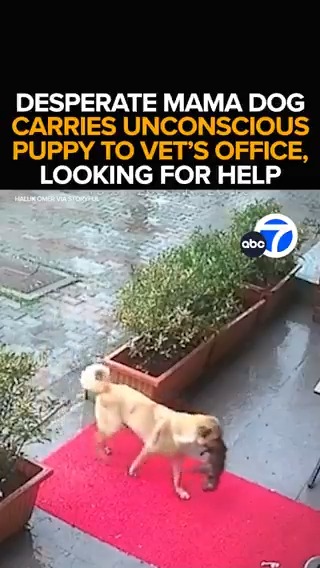 A desperate dog carries her unconscious puppy to a veterinary clinic, seemingly knowing the humans inside could help. The men warm up the freezing pup as mama sits by their side. The kind act a half a world away tugging at heartstrings here at home. Tonight at 11 from ABC7.