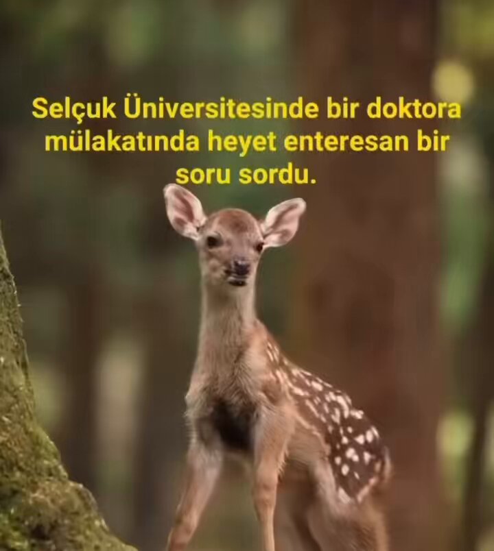 Doğru, Gerçek ve Hakikat Üzerine bir FLOOD
