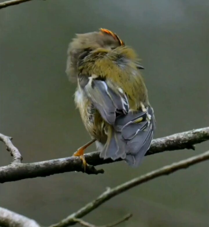 On a scale of 1 to 10, how cute is this tiny Goldcrest having a preen at Swell Wood in Somerset last weekend? 😍🐦