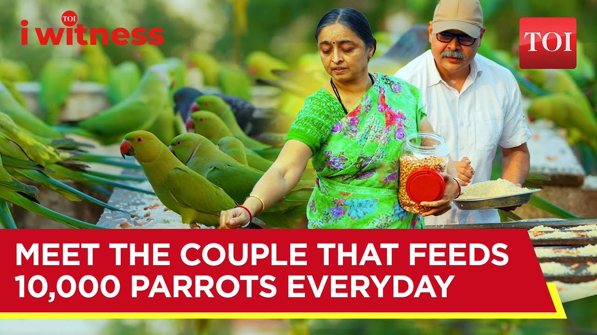 #IWitness | Meet #Chennai couple that feeds 10,000 parrots everyday Many in Chennai call him 'birdman' or '#parrot Sudarson'. Along with his wife, Sudarson feeds thousands of rose-ringed parakeets every day, who arrive without fail on the terrace, knowing they will be well-fed and well taken care of. After Sudarson featured in the movie Meiyazhagan, there's heightened curiosity to see how the couple manage to feed so many #birds on a daily basis.