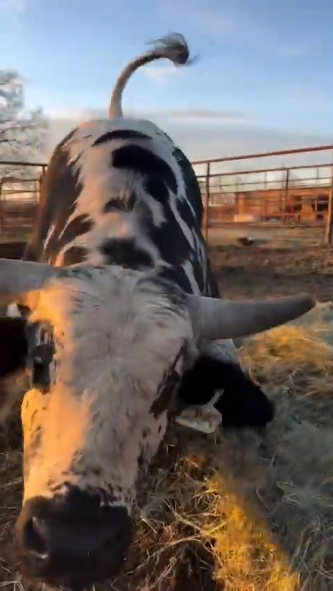 Just a big ol' (rank) puppy dog. (🎥 via hookinwranch/IG)