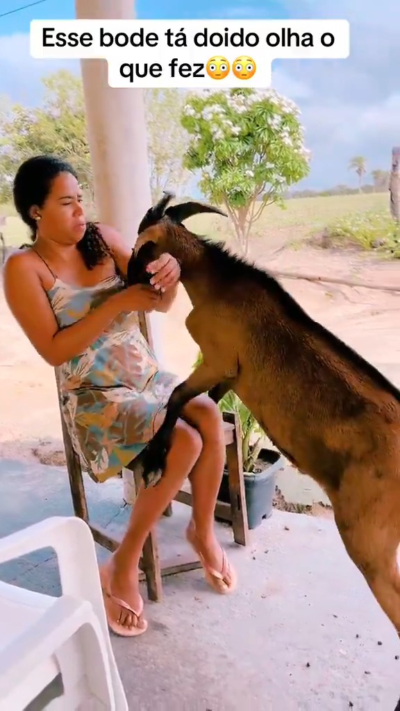 What did this goat find so interesting in this woman that it started climbing on her?