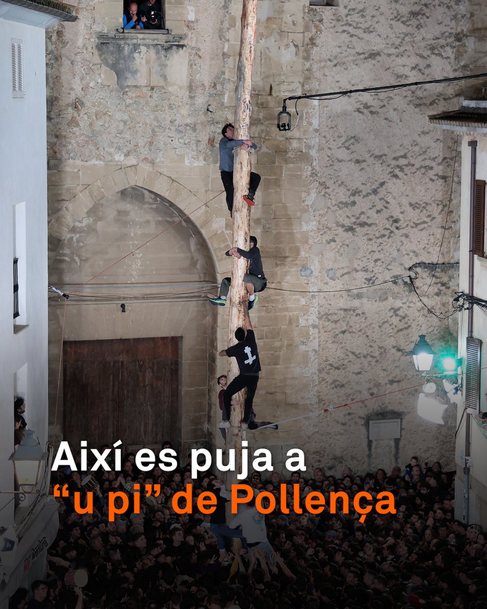 “Un somni de molts de pollencins.” És una tradició innegociable de les Festes de Sant Antoni: coronar “u pi” de Pollença. Un arbre de més de vint metres que es planta a la plaça Vella d'aquest municipi mallorquí i que s’ha d’escalar amb la força del cos