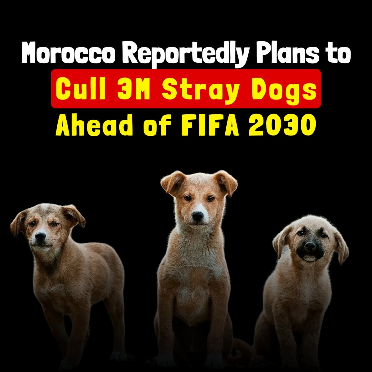 Morocco has reportedly planned to cull 3 million stray dogs ahead of the 2030 FIFA World Cup. A justified action or a step too far? Watch as Rachel Anthony breaks it down! #TNVideos #Morocco #Dogs #WorldCup #Trending