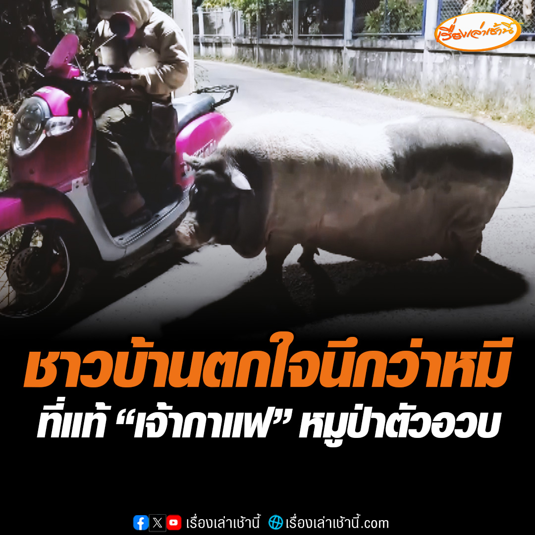 ชาวบ้านตกใจ นึกว่าหมีหลุดออกมาเดินกลางดึก แท้เป็นหมูป่าตัวใหญ่ รีบโทรแจ้งเจ้าของมารับกลับคอก เผยช่วงนี้น้องมีอาการติดสัตว์ #เรื่องเล่าเช้านี้ #ข่าวช่อง3 #ข่าวภูมิภาค #นครราชสีมา