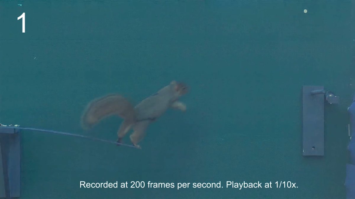 On #SquirrelAppreciationDay, check out a 2021 Science study that revealed how decision-making and learning capabilities complement the biomechanical adaptations that enable "squirrel parkour."