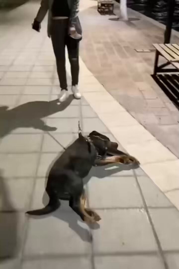 Mi perrito hace berrinche porque no quiere irse del parque 🥺