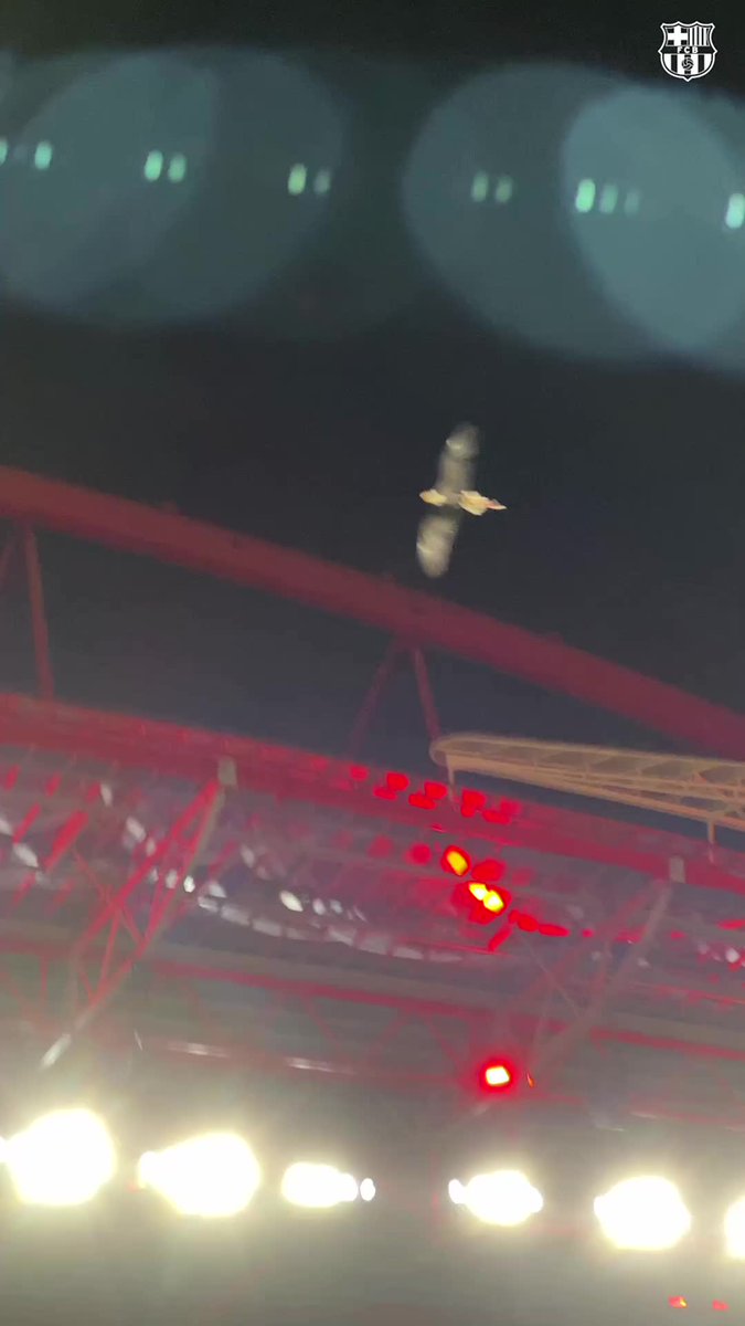 El águila sobrevolando el Estádio da Luz.🦅