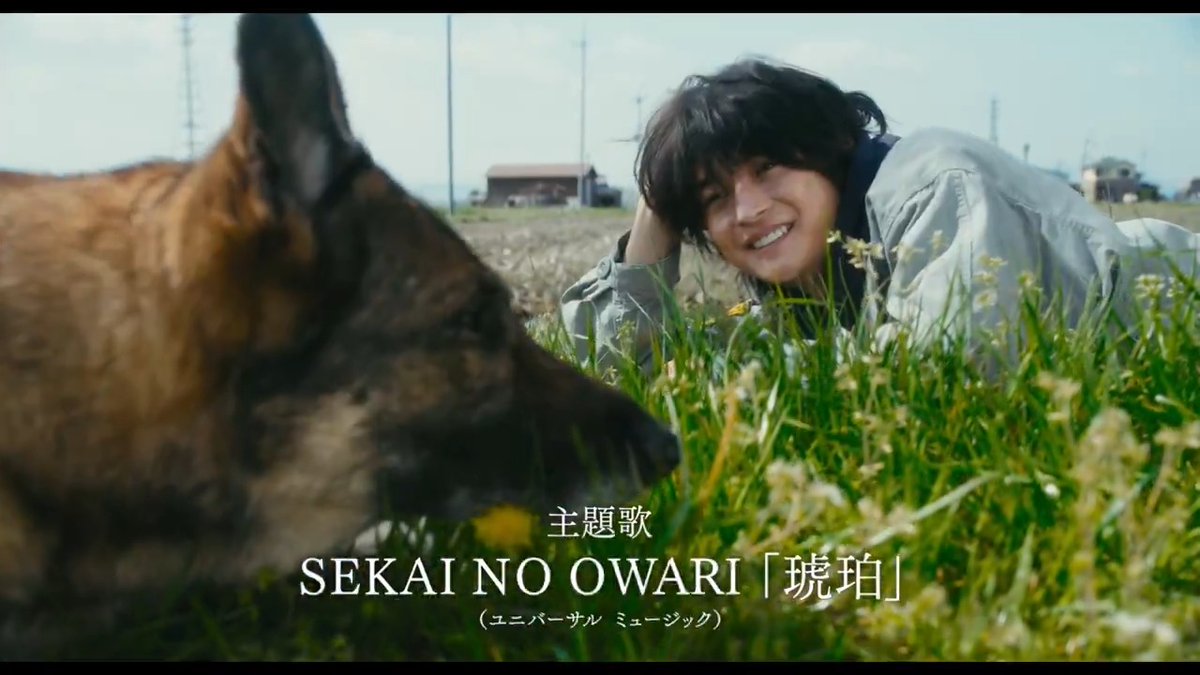 ━* #映画少年と犬 *━ 〖多聞〗が起こした 奇跡の物語を彩る主題歌決定！ SEKAI NO OWARI「琥珀」 ┈┈┈┈┈┈┈┈┈┈┈┈┈ 大切な人に会うため、 5年の歳月をかけ旅をする多聞― 出逢いと別れを描いた ❮最新予告映像解禁❯ #少年と犬 𝟯.𝟮𝟬(木・祝)🎬 #高橋文哉 #西野七瀬 #SEKAINOOWARI