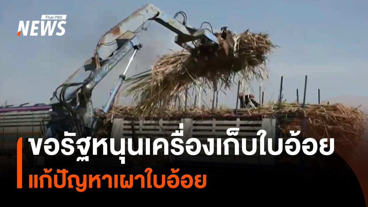 #เกษตรกร ร้องรัฐสนับสนุน "เครื่องจักรเก็บใบอ้อย" แก้ปัญหา #เผาใบอ้อย โดยกลุ่มที่เลือกเผา ส่วนหนึ่งคือกลุ่มที่ใช้แรงงานตัด เพราะไม่มีเครื่องจักรช่วย #เผาอ้อย #ฝุ่น #แรงงาน #ข่าววันนี้ #ข่าวไทยพีบีเอส #ข่าวที่คุณวางใจ #ThaiPBSnews #ThaiPBS