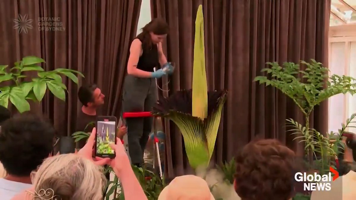 WATCH: Known for its smell of putrid, rotting flesh, a Corpse Flower bloomed for the first time in 15 years at the Royal Botanic Garden in Sydney, Australia on Thursday. Read more: