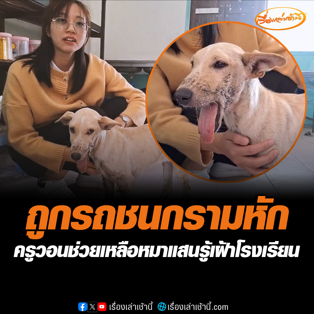 “น้องโอเลี้ยง” หมาจรเฝ้าโรงเรียน คล้ายเป็น รปภ. ถูกรถชนขณะข้ามถนนไปส่งนักเรียน จนขาเจ็บ-กรามหัก ปากกินข้าวไม่ได้ ต้องป้อนข้าว-น้ำ ค่ารักษาหลักหมื่น วอนผู้ใหญ่ใจดีช่วยเหลือ อ่านต่อ : #เรื่องเล่าเช้านี้ #ข่าวช่อง3 #ข่าวภูมิภาค #อุดรธานี