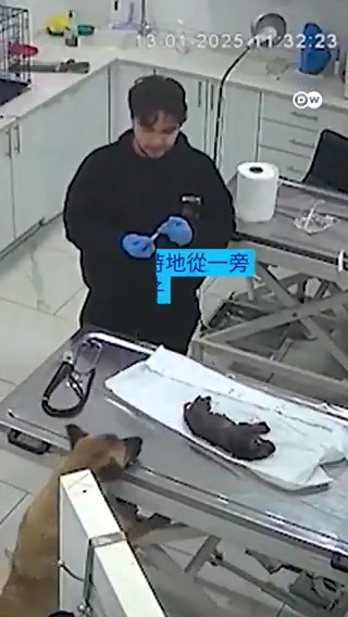 狗妈妈衔着重病狗宝宝前往兽医院求助一幕走红 一只狗妈妈将其陷入昏迷、体温过低的狗宝宝叼到一家兽医诊所的门口,请求兽医们的帮助。这看起来像电影中才会出现的场景却是在土耳其伊斯坦布尔真实发生的一幕。