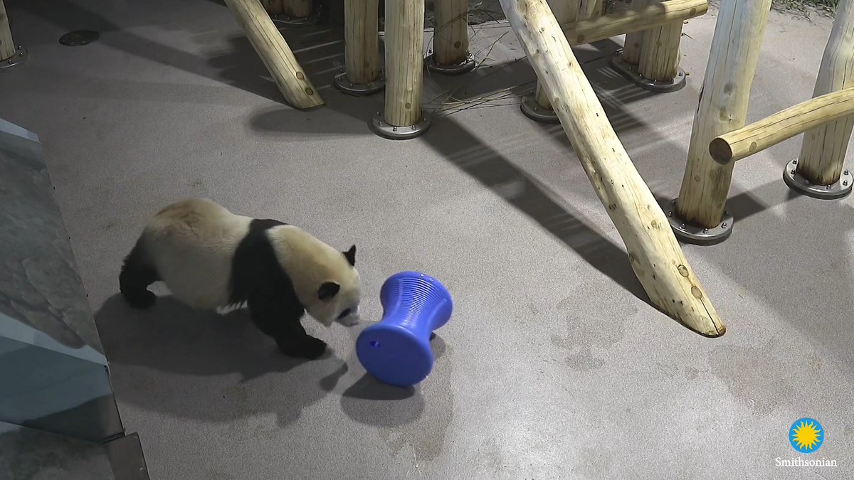 Take a 🐾 paws 🐾 from scrolling and say hello to the Zoo’s giant pandas! Tune in to the Giant Panda Cam to view Bao Li and Qing Bao between 7 a.m. and 7 p.m. EST. Overnight, the Cam will replay the broadcast from the day, so viewers around the world can watch the bears at their most active times. The Giant Panda Cam is made possible by the support of The Boeing Company. Tune in #DCPandas
