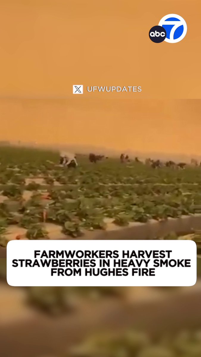 Some powerful video shared by the United Farm Workers union shows workers continuing to harvest the strawberry fields in Ventura County, despite heavy smoke coming from the Hughes Fire burning near Castaic. A powerful image showing how our food gets from farm to table.
