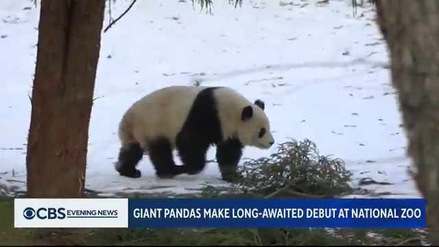 The National Zoo in Washington, D.C., introduced its two new giant pandas, Bao Li and Qina Bao, to the public on Friday. The pair put on a show in the snow for visitors who waited months for their big debut.