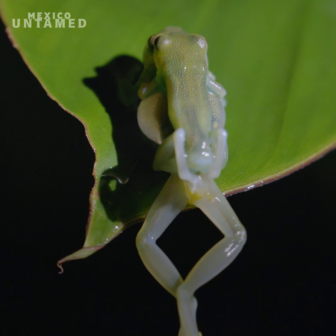 With his unique call and transparent skin, we see right through this glass frog's mating techniques. #MexicoUntamed is now streaming on Disney+.