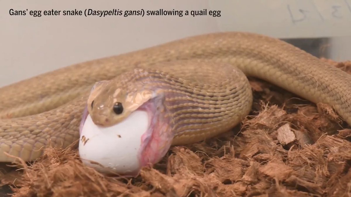 The Gans’s egg-eater—a slender, meter-long snake native to West Africa—can swallow prey nearly four to five times its head width. It’s secret? Superstretchy neck skin—90% more elastic than the skin along the rest of its body. Learn more: News from Science