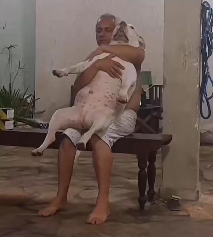 todo pai com o cachorro que ele disse que não queria em casa