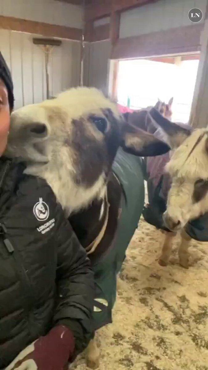 This rescue baby donkey loves kisses