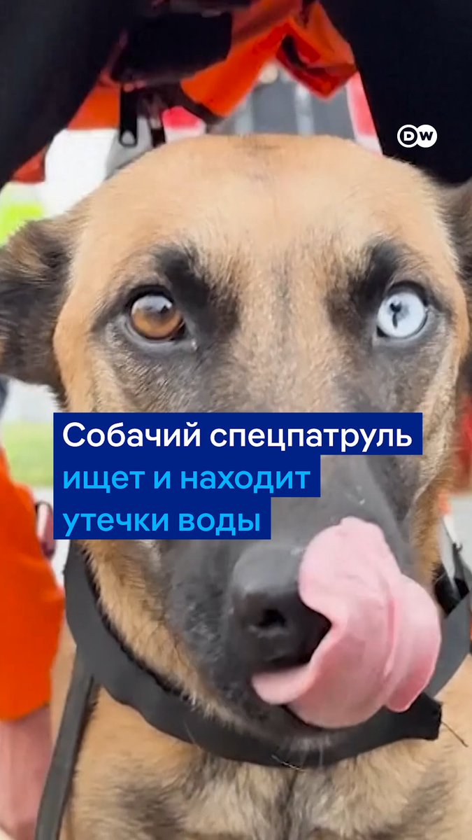 Эти собаки вынюхивают протечки в трубах во Франции. Чтобы потом пришли люди и все починили. Вот как работает команда псов #DWEnvironment
