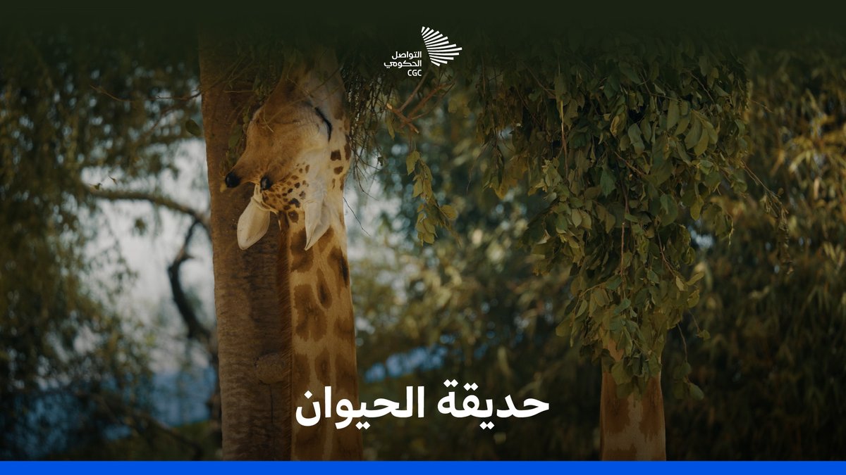 منذ أكثر من 15 عامًا والطبيعة تكتب يومياته؛ الدكتور أحمد الناصر يروي كيف حوّل شغفه بالطبيعة إلى عمل متجدد في عالم الحياة الفطرية. المركز الوطني لتنمية الحياة الفطرية #التواصل_الحكومي
