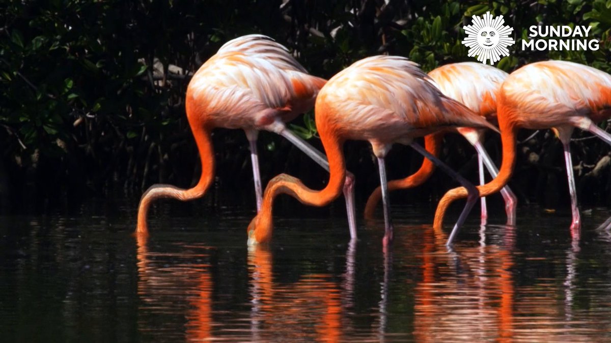 We leave you this Sunday among flamingos on the Caribbean island of Bonaire. Videographer: Mauricio Handler.