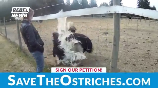 🚨SAVE THE OSTRICHES! Help stop the Canadian government's cruel killing order Hundreds of healthy, immune ostriches are set to be slaughtered by government mandate while groundbreaking research and a family farm’s livelihood hang in the balance. Just over one week! That's all the time ostrich farmers in Edgewood, British Columbia, have to save their flock of 400 ostriches. February 1 isn’t just the deadline for the slaughter of these exotic birds, which their farmers insist are healthy, it’s also the date they’re required to dispose of the bodies. Why? Because the Canadian Food Inspection Agency (CFIA) has issued a culling order after an anonymous tip led them to the secluded farm and claimed that the PCR test results they ran on two diseased birds came back positive for H5N1 avian flu weeks ago. Yet as you’ll learn in an upcoming report, the farmers have good reason to believe that their 400 remaining long-necked friends have already achieved natural immunity for the avian flu and it’s possible that the younger ones who did get sick were not sick with H5N1 at all. Even worse, the ostriches at Universal Ostrich Farms are not even used for human consumption. Instead, they’ve been crucial to a groundbreaking collaboration with Japan’s Kyoto Prefectural University. Through this partnership, scientists and the university’s president, Dr. Yasuhiro Tsukamoto, have been successfully extracting antibodies from the birds robust eggs in an effort to further interventions to the avian flu that's supposedly the reason for ordering the killing of the birds and millions upon millions of others like them. But such progress doesn’t align with the $590 million grant Moderna just received to develop mRNA vaccines for bird flu, does it? Visit and sign the petition! Click "EDIT AND SEND EMAIL" to directly email all officials to demand the CIFA and Ministry of Agriculture and Agri-Food to reverse this scheduled massacre! By Drea Humphrey.