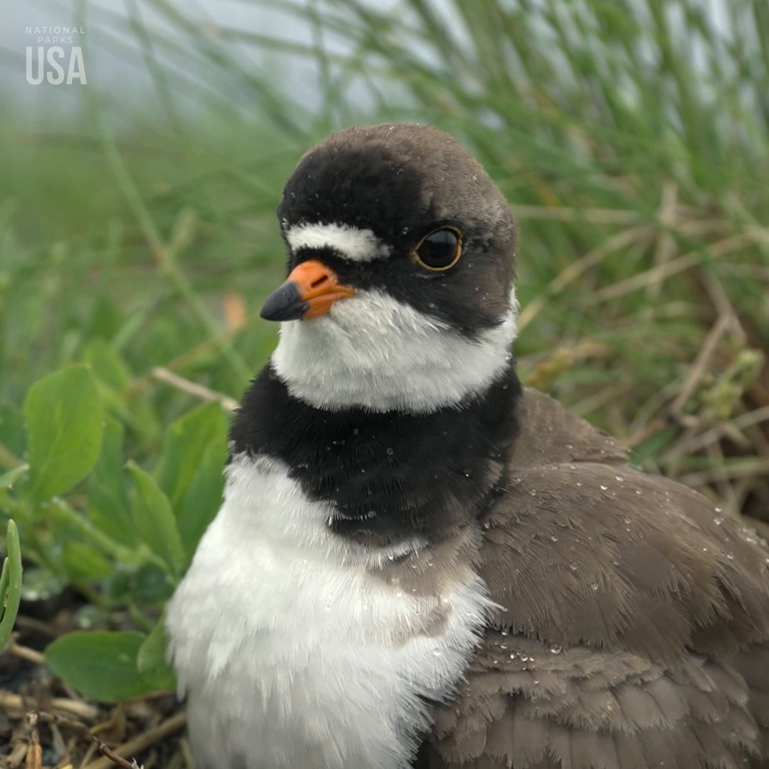 Look at those little legs go 🐣 Unlike their tree-nesting cousins, plover chicks are born with strong legs, ready to explore right from the start. #NationalParksUSA is now streaming on Hulu.