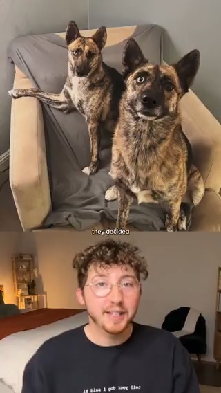 DNA reveals these two dogs adopted by the same family three years apart are actually sisters. 13/10 for both
