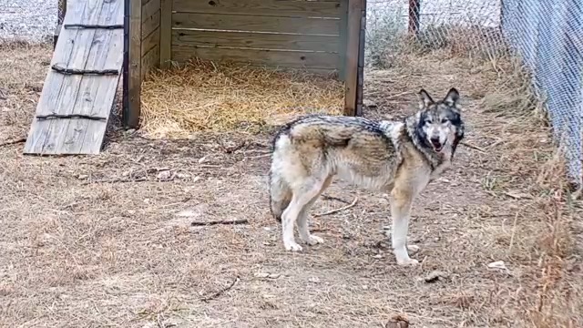 Introducing our newest wolfdog ambassador: Akela 🐺 Akela is a 7-year old wolfdog hybrid and will help raise awareness about responsible pet ownership, the historic persecution of wolves by humans, and the critical role wolves play within their ecosystems.