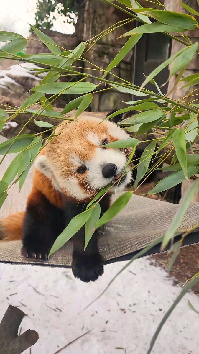 The tranquil sounds of a Khumbie snack session ☯️ Bamboo makes up the majority of a red panda's diet. They typically eat around 20-30% of their body weight in bamboo every day!