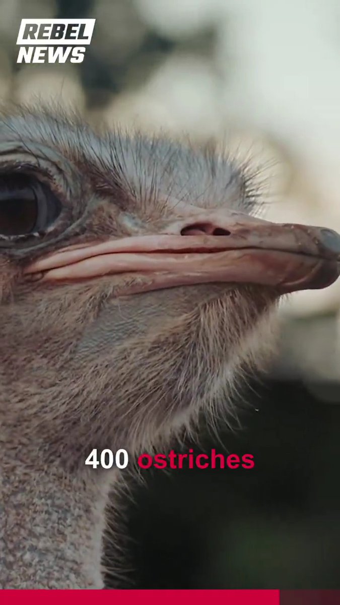 In case you missed it, the federal government has ordered the culling of some 400 ostriches! If Universal Ostrich Farm cannot kill their birds themselves by February 1st, the Canadian Food Inspection Agency will hire a third party to carry out the cull.